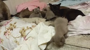 Братик почти добрый) Котомалышня хочет домой)