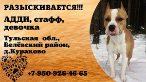 Пропала собака! АДДИ. Стафф. Девочка. Тульская обл,  Белёвский р-н,  д. Кураково