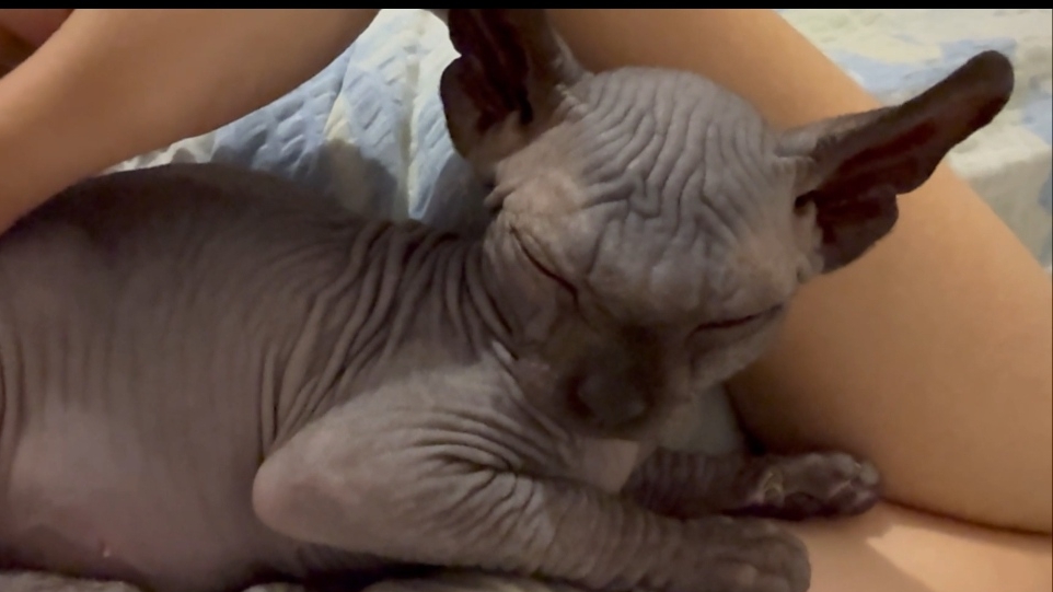 Рамзес осваивается на новом месте