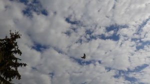 Николаевские голуби голубка