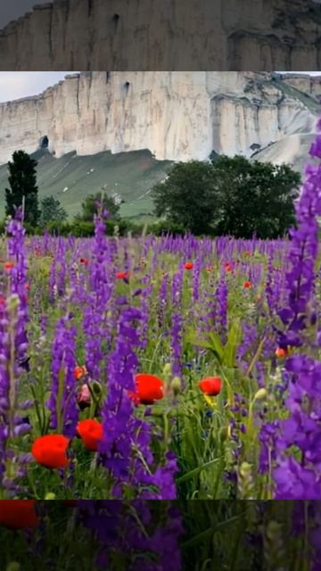 Цветы и вид на скалу Крым смотреть онлайн