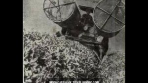 История в жестяной коробке. Грузинский чай