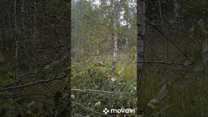 Солонцы для зайца. с каждым старым солонцом связана какая-то история.
