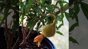 🥌Гранат Нана