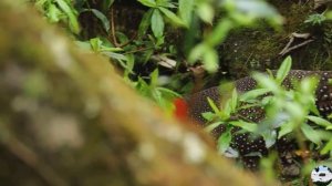 Трагопан Блита Tragopan blythii