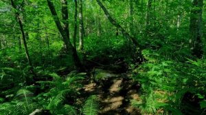 Хамар-Дабан пик.Тальцинский