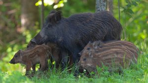 Кабаны и гайно