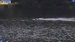 Обычное  ПЛАВАНИЕ под настроение 21.08.2025 #юныйпрадедбодрыйдед #будогощь #авсарх