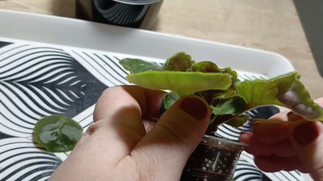 Не цветёт фиалка. Что делать? смотреть онлайн