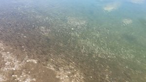 Миграция молоди пиленгаса из Молочного лимана в Азовское море, июль 2025 года