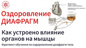 Оздоровление ДИАФРАГМ. Как устроено влияние органов на мышцы. Висцеро-моторные связи.