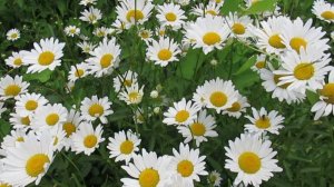 Как вырастить красивые белые ромашки на клумбе