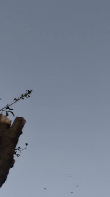 Г. Мариуполь николаевские голуби смотреть онлайн