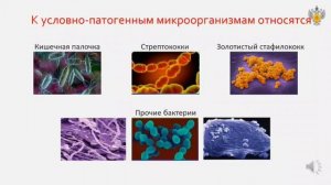 Условно-патогенные микроорганизмы: что это, как и где выявляют?