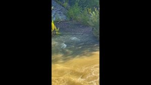 Лосось пошел!#Сахалин