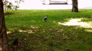 Серая ворона - интересные факты об этих замечательных птицах.