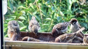 Бармалеи в кормушке