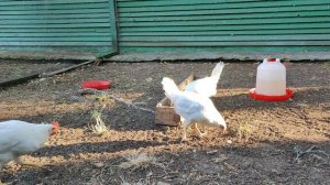 молодые курочки.