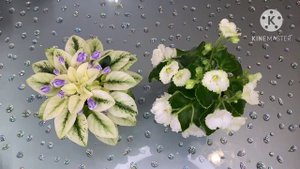 Грибные комарики, мушки (сциариды)