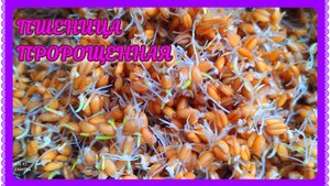 Выращивание бройлеров! Проращиваем пшеницу для птицы!