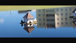 Гуси, утки, чайки и озеро