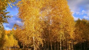 Когда берёзы золотые, сл. В. Шентала, муз. и исп. ИИ SUNO