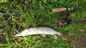 По притоку Десны с воблерами