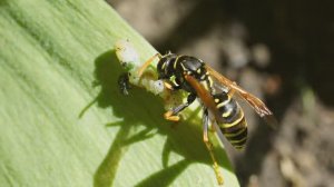 Утилизация осами Polistes dominula личинок пилильщика Tenthredo talyshensis