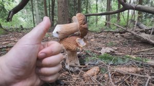 🍄ОХОТА НА БЕЛЫЕ ГРИБЫ В ПОДМОСКОВЬЕ.💥ГРИБНОЙ АВГУСТ 2025.🌾РУССКОЕ ПОЛЕ🍀