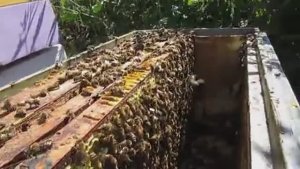 подсиливание молодой пчелой обработанной от клеща Варроа, слабых отводков в августе , 21.08.2025
