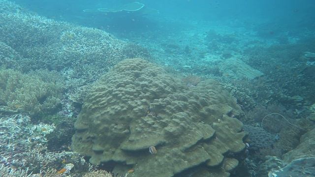 anitas garden keruwo wall