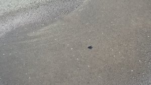 История о Камне Вите.