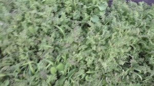 Неприятности с ФАЦЕЛИЕЙ