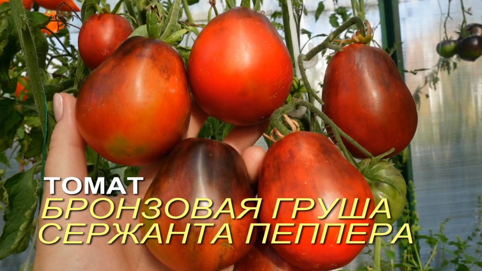 Томат БРОНЗОВАЯ ГРУША СЕРЖАНТА ПЕППЕРА. Обзор сортов ТОМАТОВ!