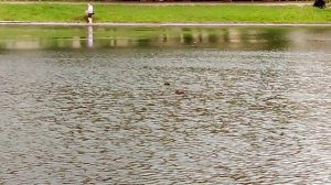 Нырок обыкновенный - интересные факты об этих замечательных птицах.