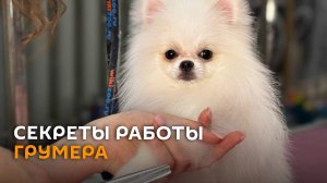 Профессия - грумер: как стригут четвероногих клиентов в минских салонах