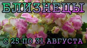 БЛИЗНЕЦЫ таро прогноз на неделю с 25 по 31 АВГУСТА 2025 года.