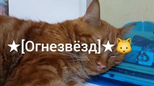 коты-воители °•{остролистая}°•♡ и ★°•[огнезвёзд]°•★