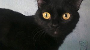 154. Дом опустел... Багиры больше нет.