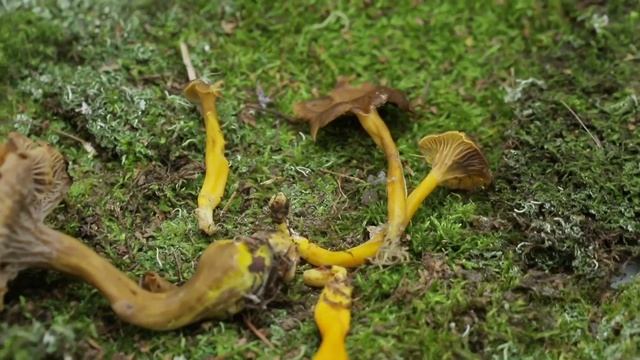 Царство грибов _ Лисички