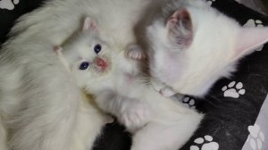 Мама-кошка и её белый котёнок. Мама-кошка всегда рядом.