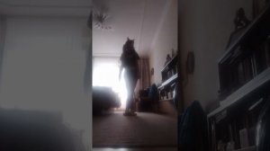 Бес в пуантах