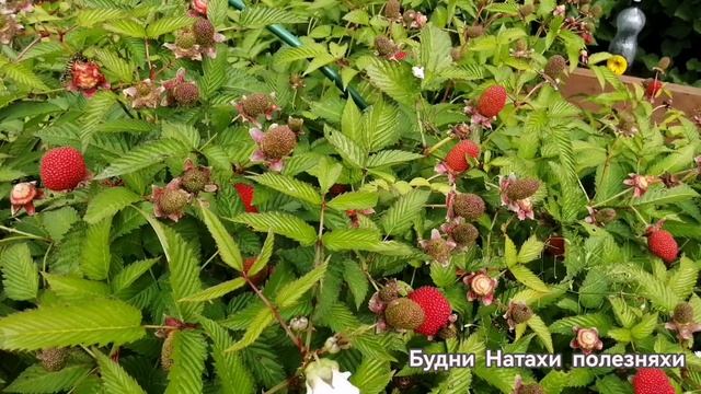 Осы зверствуют! Как растет тибетская малина?