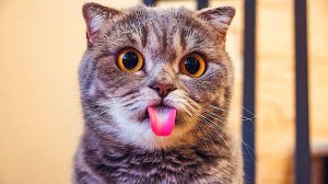 Смешные Кошки, Приколы с Котами, Смешные Животные, Смешные Видео