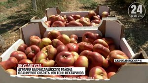 Крымские аграрии приступили к сбору урожая нектаринов