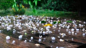 Жара встала на паузу. Дожди с градом обрушились на Казахстан. Облачно в Беларуси. Погода в СНГ