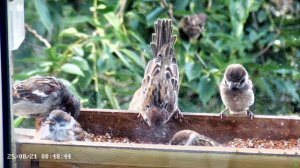 Воробьи в кормушке летом - завтрак