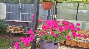 Толя приехал!