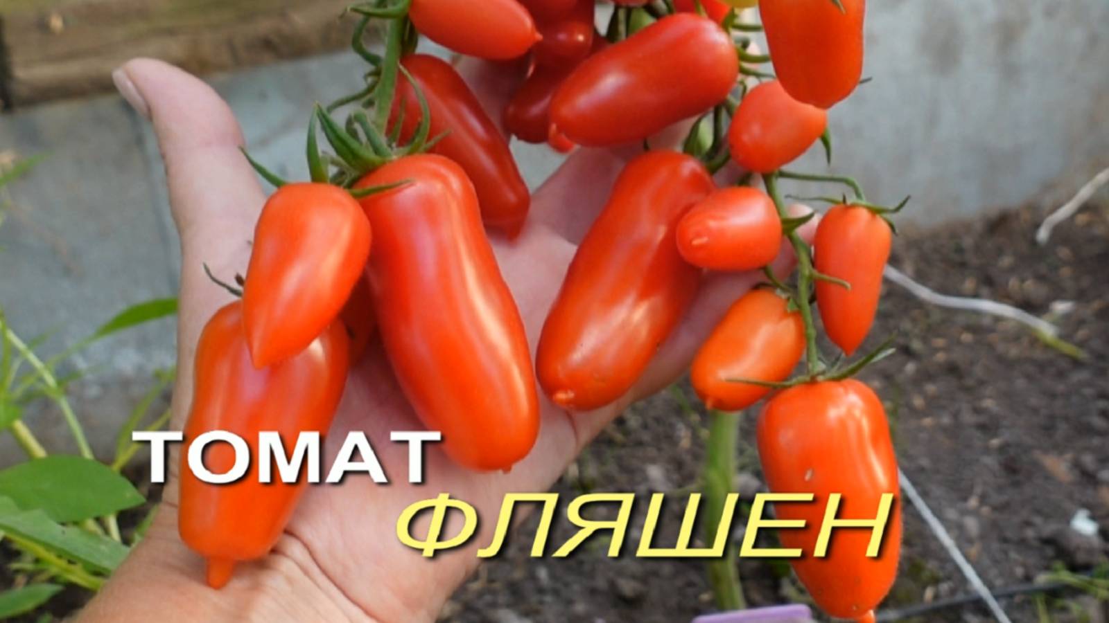 Томат ФЛЯШЕН. Обзор сортов ТОМАТОВ!