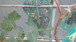 Что сейчас в нашем саду. Я возвращаюсь на канал!